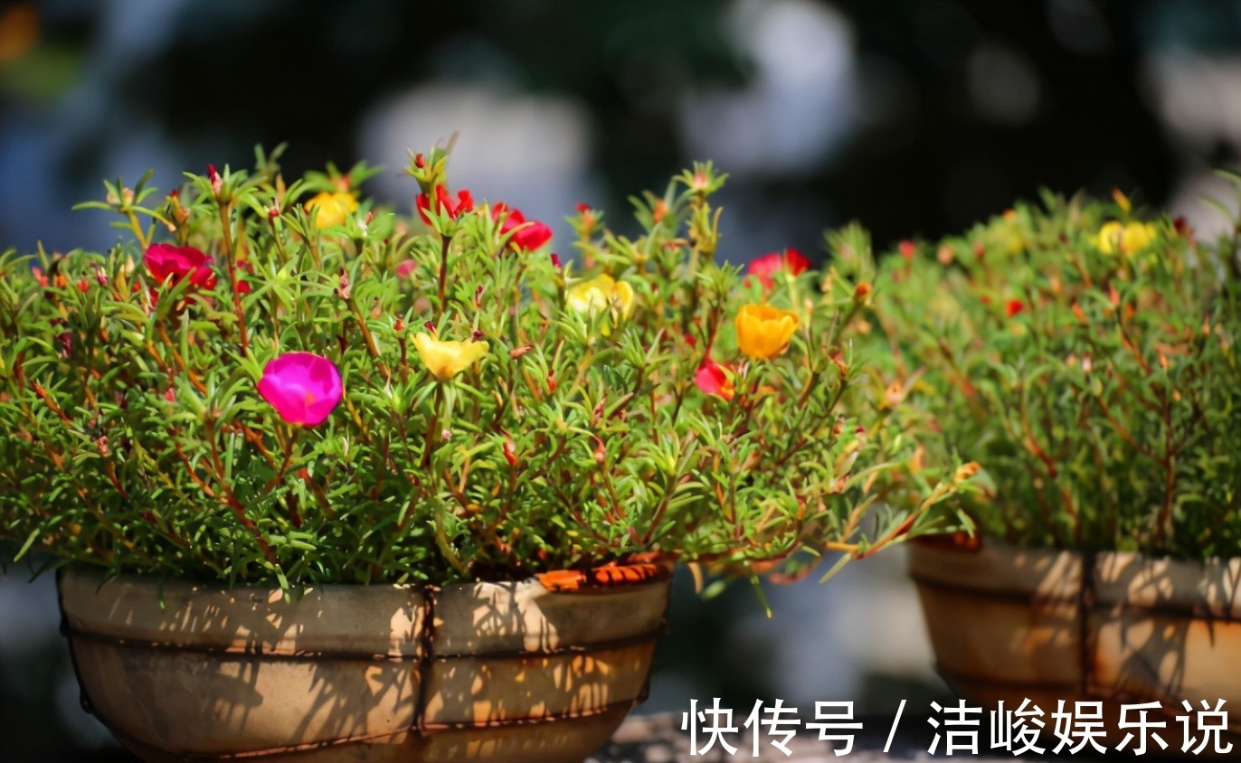 茉莉花|4款“勤花”植物,阳台盆栽几乎不用费心,开花就美极了