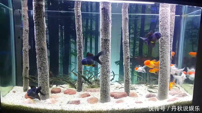 油壶|你家有废旧坏掉的电热水壶吗可惜现在才知道，快打开看看