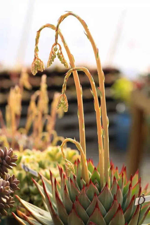 昆虫|多肉植物为何冬季才会开花?花剑虽好看,但留着伤母本!剪掉才是最好的选择