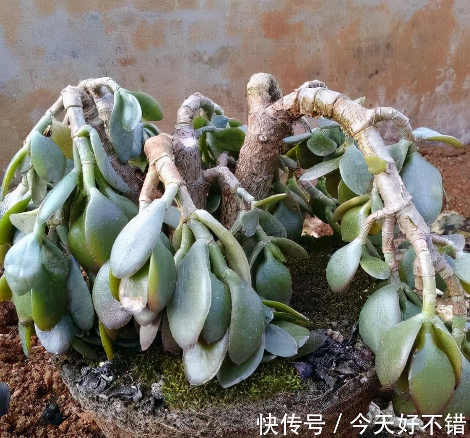 玉树|8种“漂亮花”，冬天要“虐着养”，越虐越健康，不然很难过冬