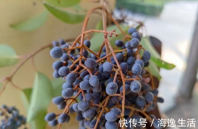 女贞子|补肝肾的好药,李时珍:健腰膝,明目,安五脏