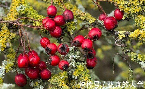 益气|女人爱美,常吃四种食物,补血益气,养护血管,预防血管疾病