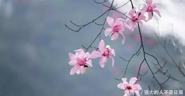 王维的一首《辛夷坞》,短短20个字,却表达出人生最深刻的哲思