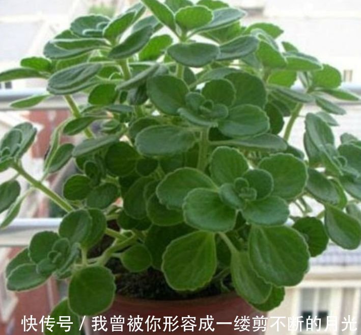 人养花，花也养人，家养3种花，漂亮还净化空气，美容又养颜！