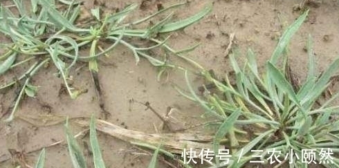 农民朋友|农村一种罕见野菜,老农每天只能找到两三斤,一斤50块