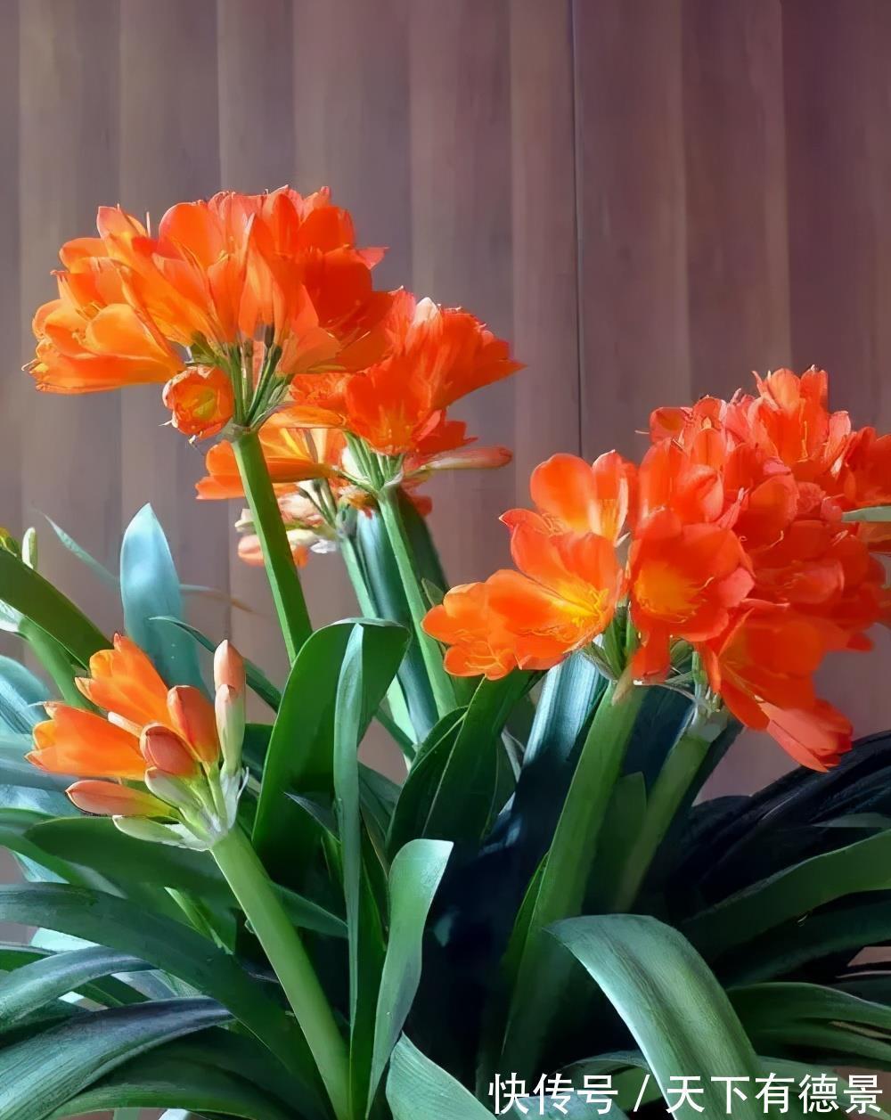 蟹爪兰|4种漂亮花，7月不要买，养不活费钱又费力，9月再买也不迟