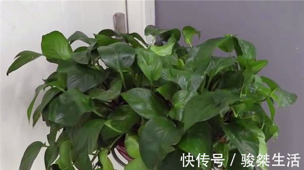 原来绿萝是有毒的家里有的快看看,别不信,等出事再后悔就晚了