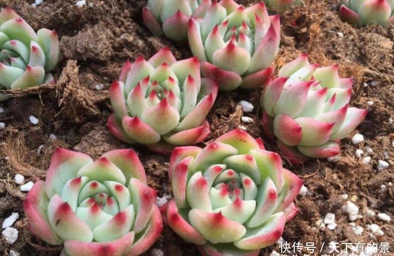 卡罗拉|多肉桃太郎不是吉娃娃,但它们实在太相似,很多时候我也区分不开