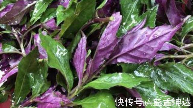 娃娃菜|6种蔬菜聪明人从不碰，致癌性或比槟榔高，尤其第二种，切莫忽视