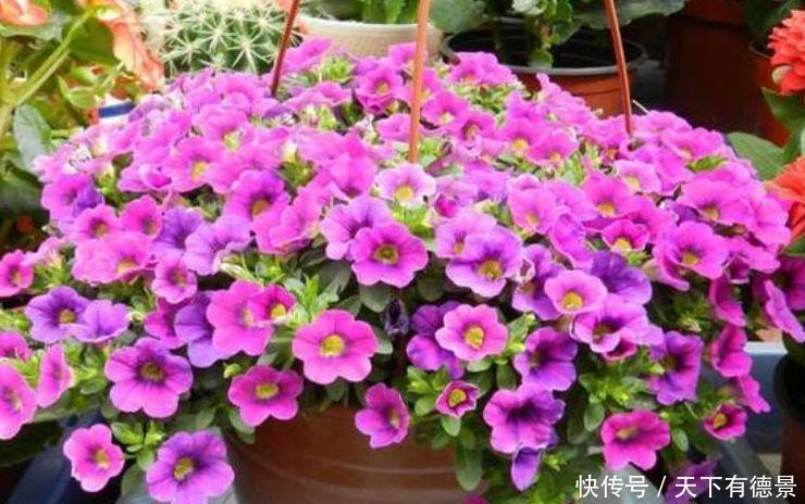 4种花高贵优雅，看了就让人沉醉，满屋飘香，好闻又漂亮