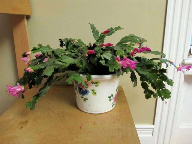 花盆里撒几把“它”，不管什么花都疯长，枝叶繁茂很省心