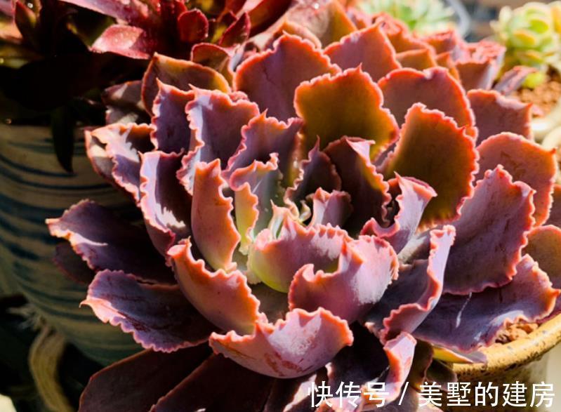 多肉状态为啥差别甚大,别家的肥美又鲜亮?被这3个原因耽误了