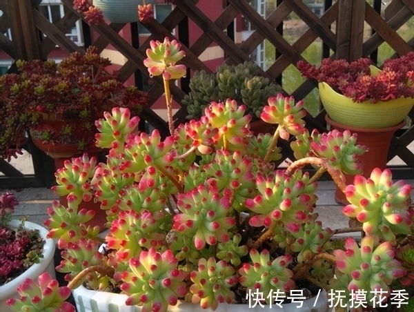 多肉植物|多肉乙女心,天暖盆栽时多晒太阳、适量低温才能让叶子越长越美