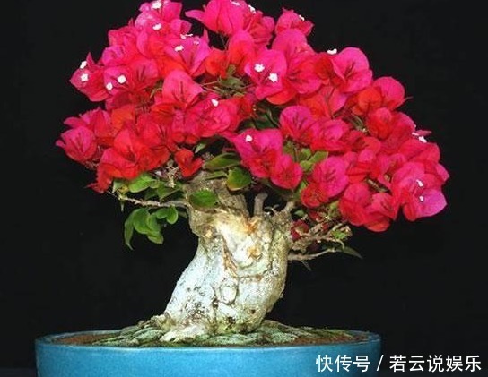 植物|见过人喝醋,植物喝醋你可见过喝完之后蹭蹭长不停,开花还爆盆