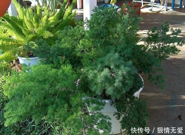 文竹、武竹和松叶武竹三“兄弟”,颜值高,哪种养护难度高!