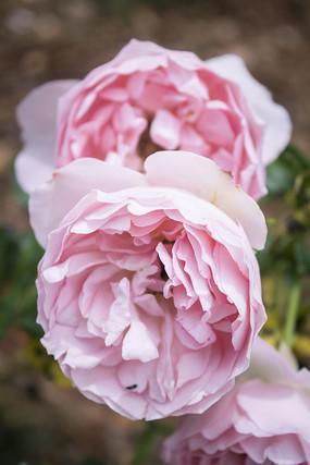 月季花养出好状态，只看叶子就行了，专家教你爆盆妙招，简单易学