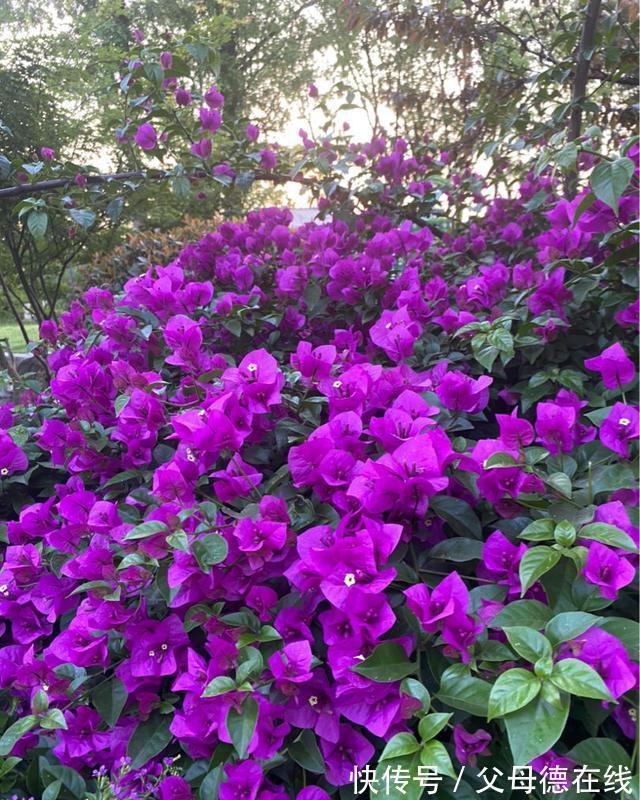 三角梅只长叶子不开花？秋天四不做，花朵多到看不见叶子