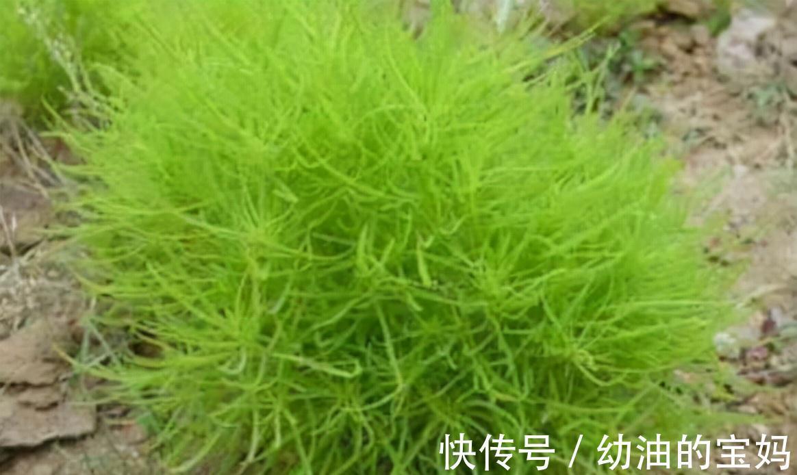 野葱|农村老家常见的15种“不知名”野菜,用对都是宝!你都吃过吗?