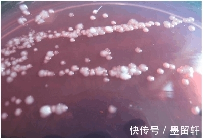 鸡群|养殖户的我们，在伤害鸡肠道的6个原因，值得点击收藏