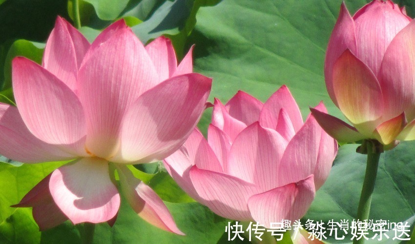 身材高挑|“命里带金”的三生肖,旺夫旺子旺家运,注定不是富婆就是少奶奶