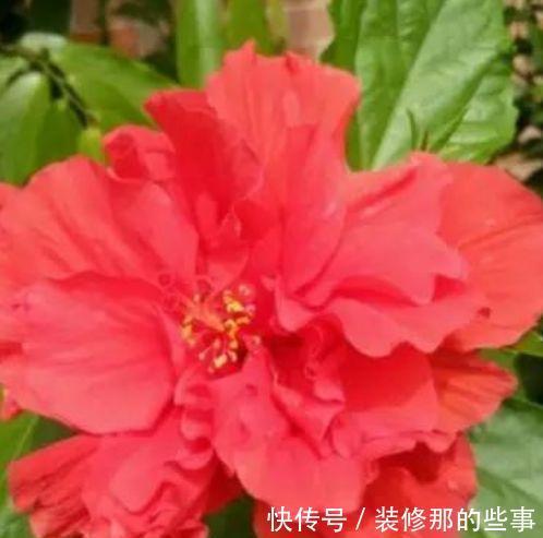 4种花养了就爆盆，好养易活开花漂亮，惹人喜爱，可全年循环开花