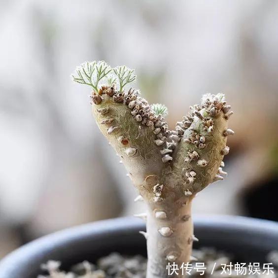 世界上最贵的花,一盆就是一座房子!看过的贵气满满