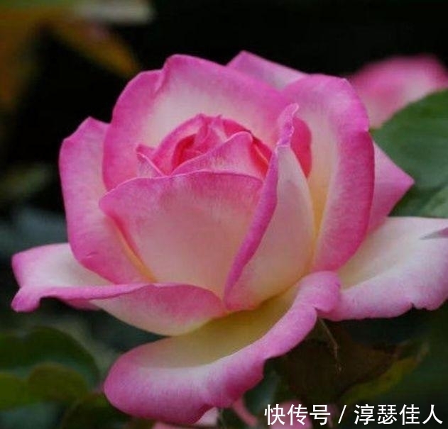 红掌|冬天养此几款花卉,花色繁多易爆盆,娇艳欲滴