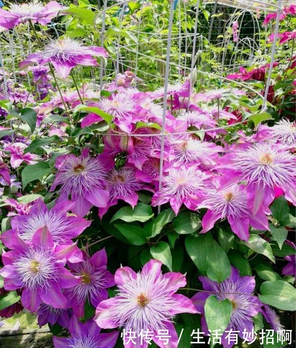 最漂亮的“爬墙花”,开花漂亮赛牡丹,连皇家花园都种它,值得养!