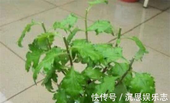 扦插|扦插“菊花”很简单，一点水泡一泡，10天大生根，飒飒秋风开满院