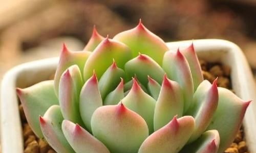 此款多肉,好养又耐旱,30天不浇水,反而胖成肉墩子