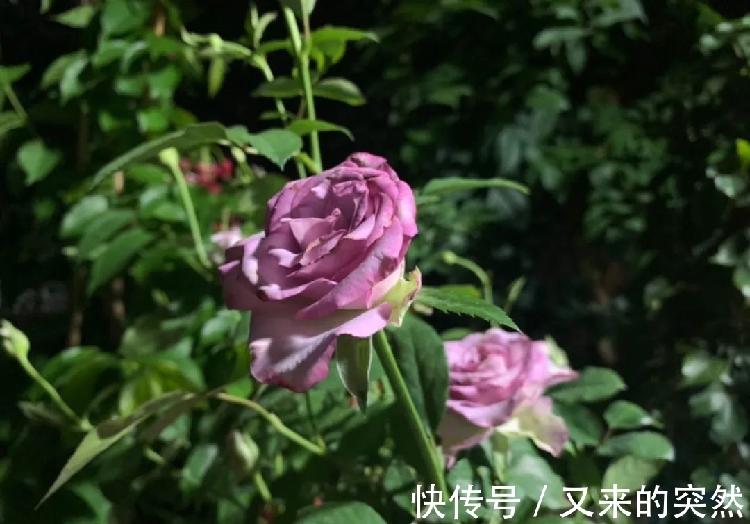 入冬修剪，这9种花，剪错不开花、杆子会枯死