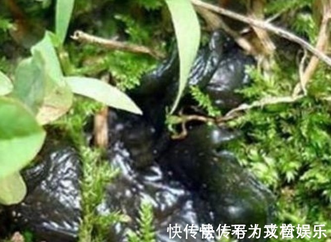 蕨菜|这几种野菜城市人估计连名字都叫不上来,你们有没有吃过