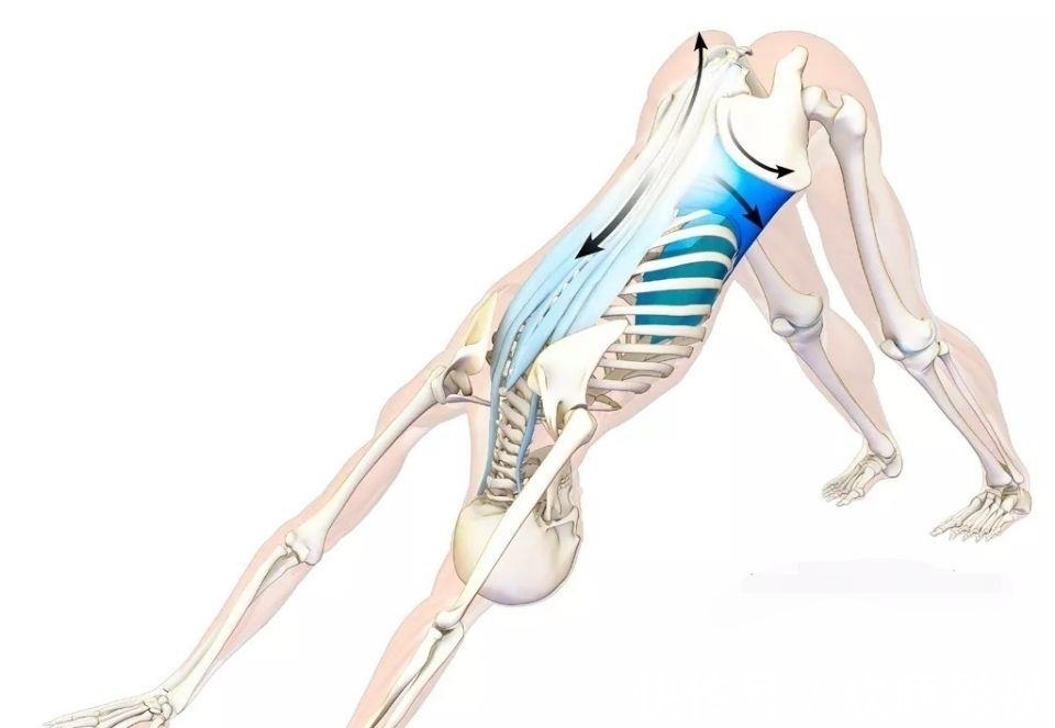 腘绳肌|要练好瑜伽下犬式,这些解剖要点你要知道!