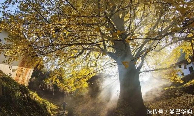 央视点赞的江西最美银杏村：7个院落60多棵百年银杏树安放乡愁