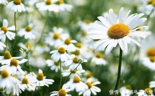 几种花卉好养又漂亮,耐寒耐热超可爱,四季繁花似锦,姿色艳丽