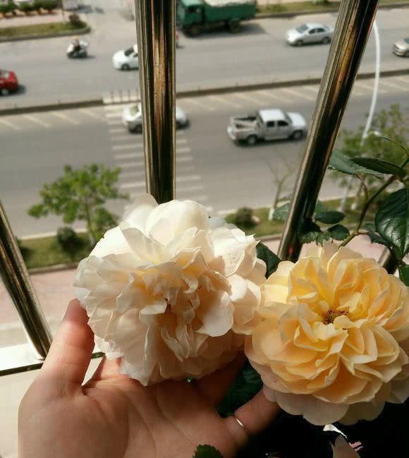 小苏打,小药片都是忽悠人,老大爷用它来养花