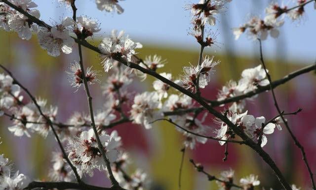 这首诗|白居易这首诗充满哲理，不仅入选《唐诗三百首》，同时还选入课本