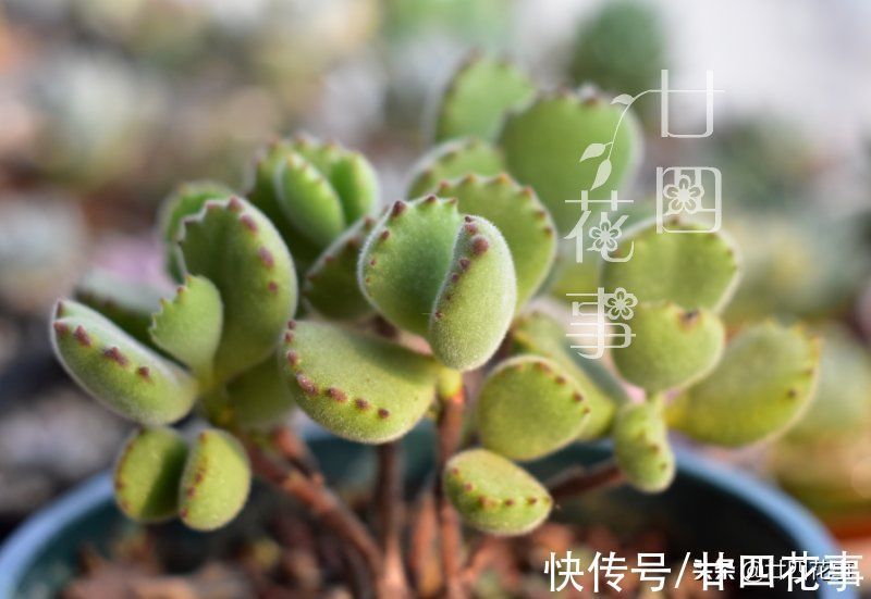 劳尔劳尔|9种多肉不耐寒,寒潮来临,除了要提前保暖外,还要控水避风