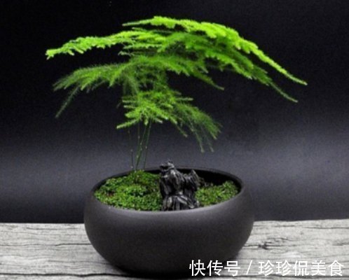 叶片|养好文竹掌握4个要点,轻松告别干尖黄叶,郁郁葱葱一大丛