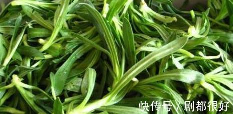 棉花菜|农村常见清热解毒的宝贝,请不要轻易拔掉,毕竟世面上不多了