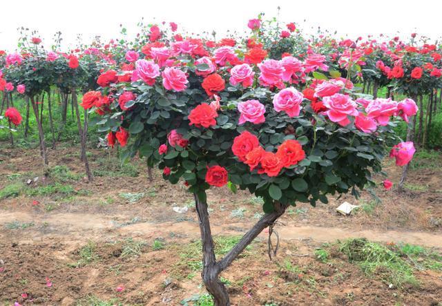 病虫害|此花比三角梅好养、比紫藤开花多,花朵又大又鲜艳,谁见都喜欢