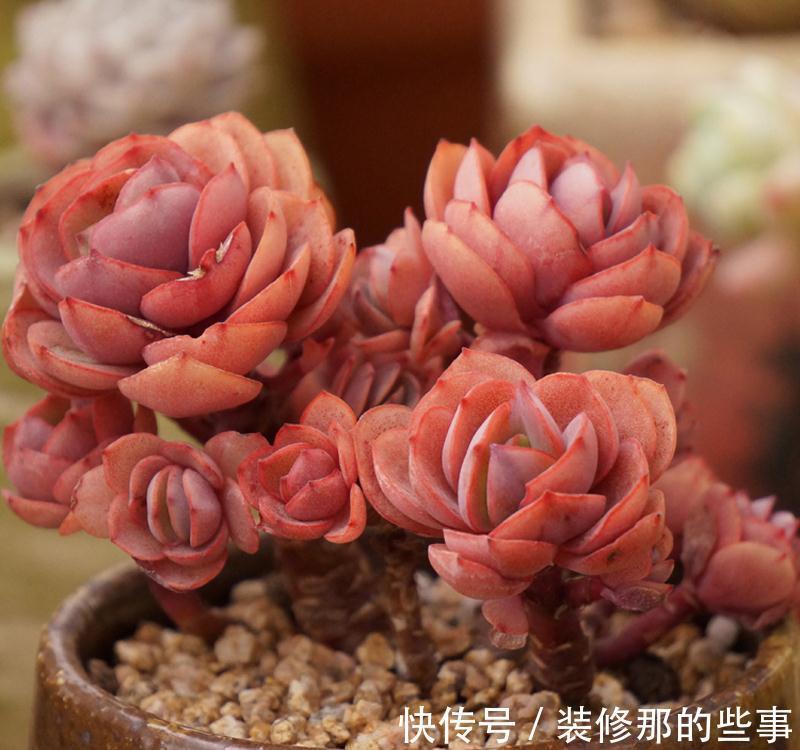 阳台党必须掌握的正确浇水姿势,窗台养肉也可以逆袭美到开挂