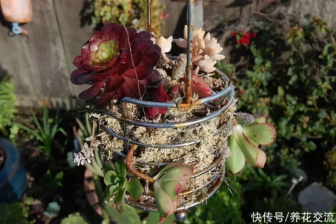 用水苔养花的6大好处，烂根植物轻松救活，枯萎的多肉能重新生根