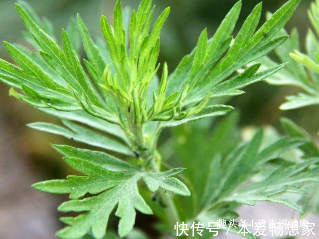 野草|农村有种野草,专门为“腰间盘突出”而生的,遇见请珍惜