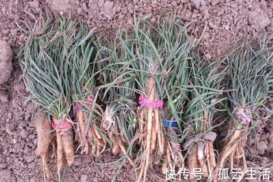 好吃|野菜一定要挖根，人称“兔儿奶”，根比叶子好吃