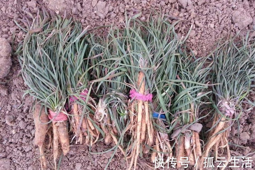 好吃|野菜一定要挖根,人称“兔儿奶”,根比叶子好吃