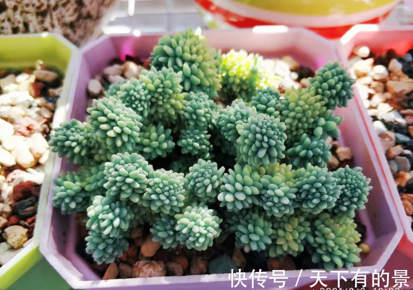 养多肉厌倦了不停地买?那内部挖潜自己叶插吧!秋天正是最佳时机