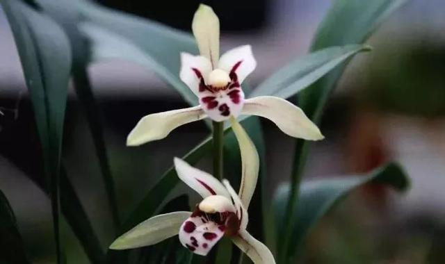 石斛兰|最全的兰花大鉴赏，看看你都见过几种兰花！