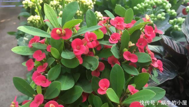 这5样多肉“有毒”,别搬回家养!