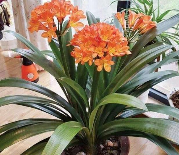 家里“2种垃圾”别丢了,用来养君子兰,叶片花苞嗖嗖长